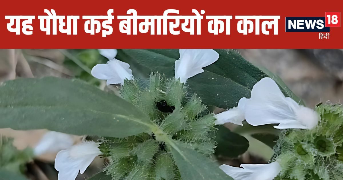 Health Benefits of Dronapushpi Plant in Ayurveda | Ayurveda