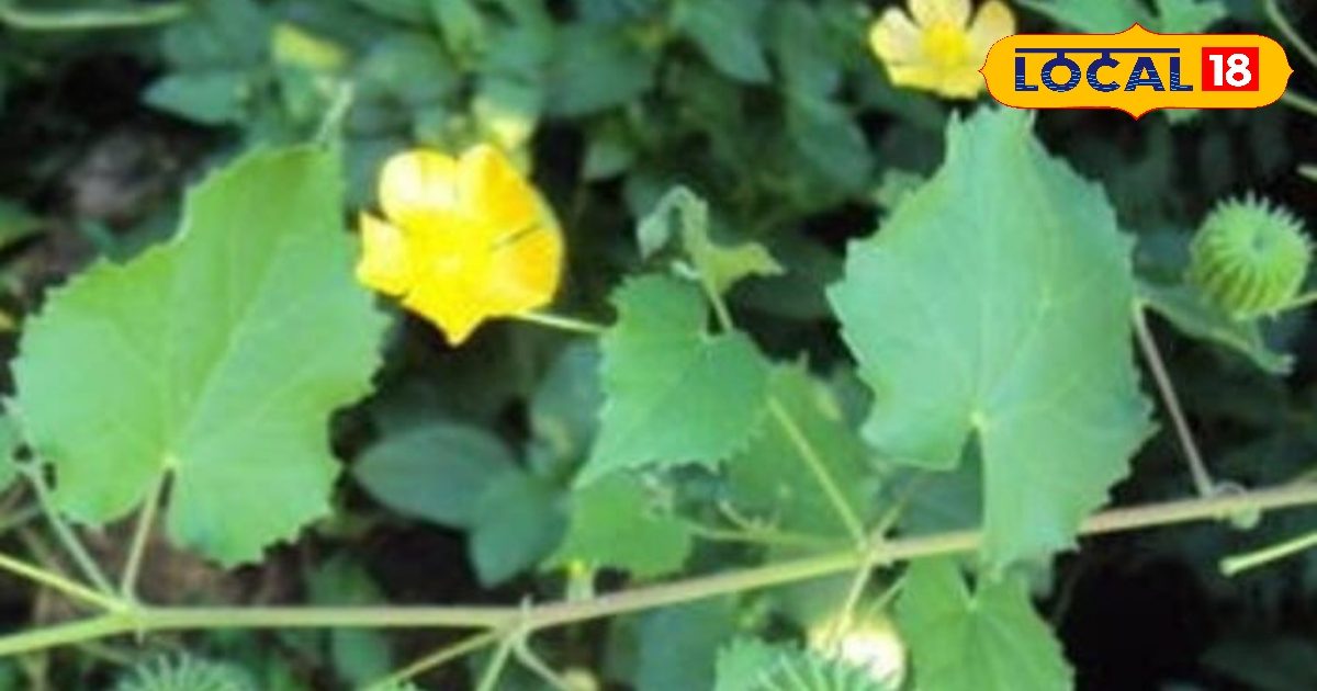 The secret of health is hidden in yellow flowers, relieves relief from stones and piles to cough, know benefits