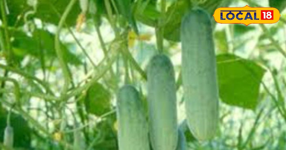 Not only vegetables are seeds, the store of properties, keep away from stones to pimples; Extremely easy consuming