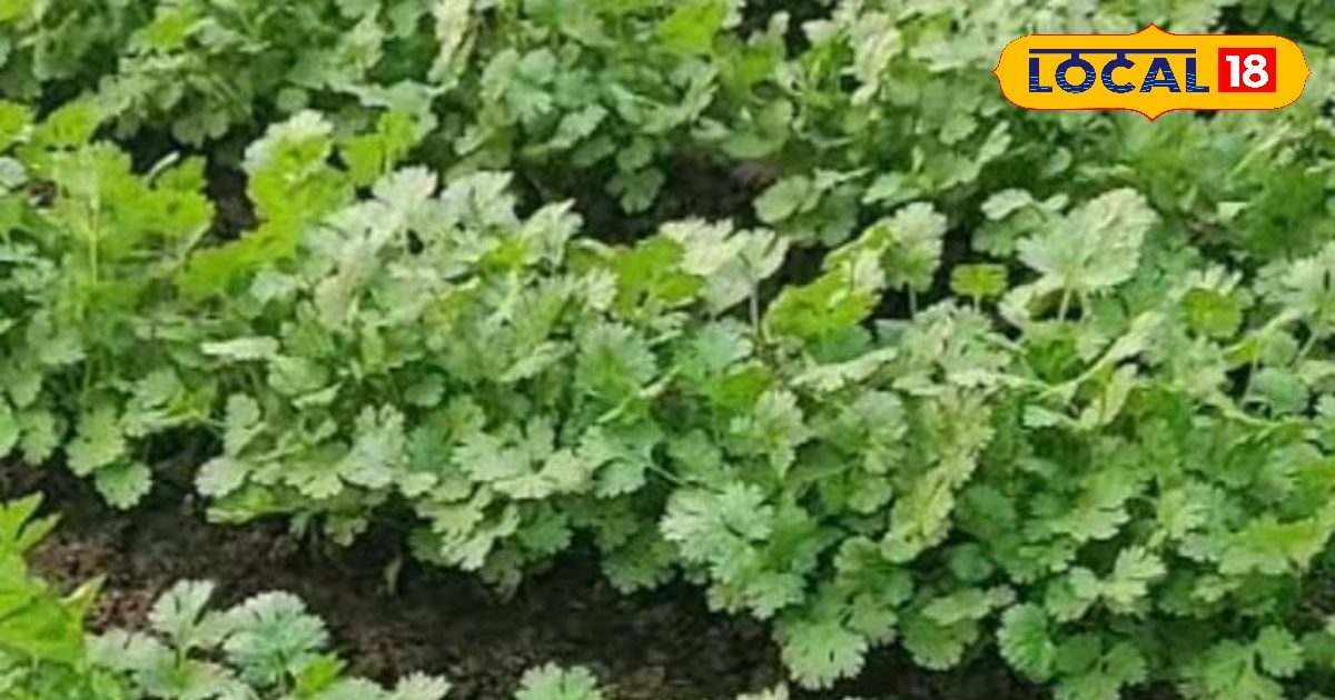 Not only does the taste increase … boon for health, would not have thought so many benefits of coriander leaf