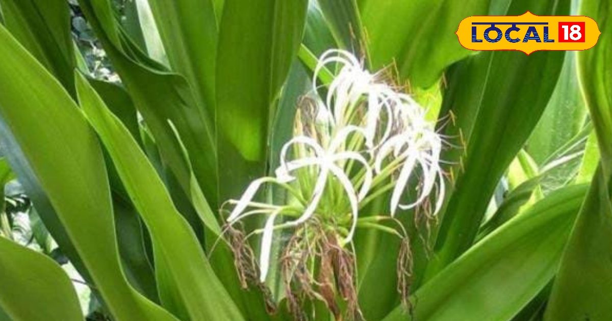 Kaal for many diseases, ‘Sudarshan’ of Lord Vishnu, this plant with white flowers
