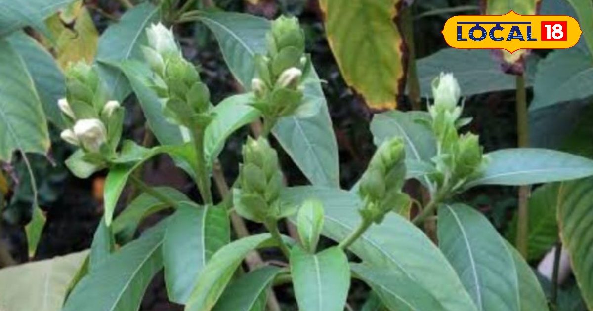 Every part of this plant is the treasure of medicines, from headache to arthritis, disappears