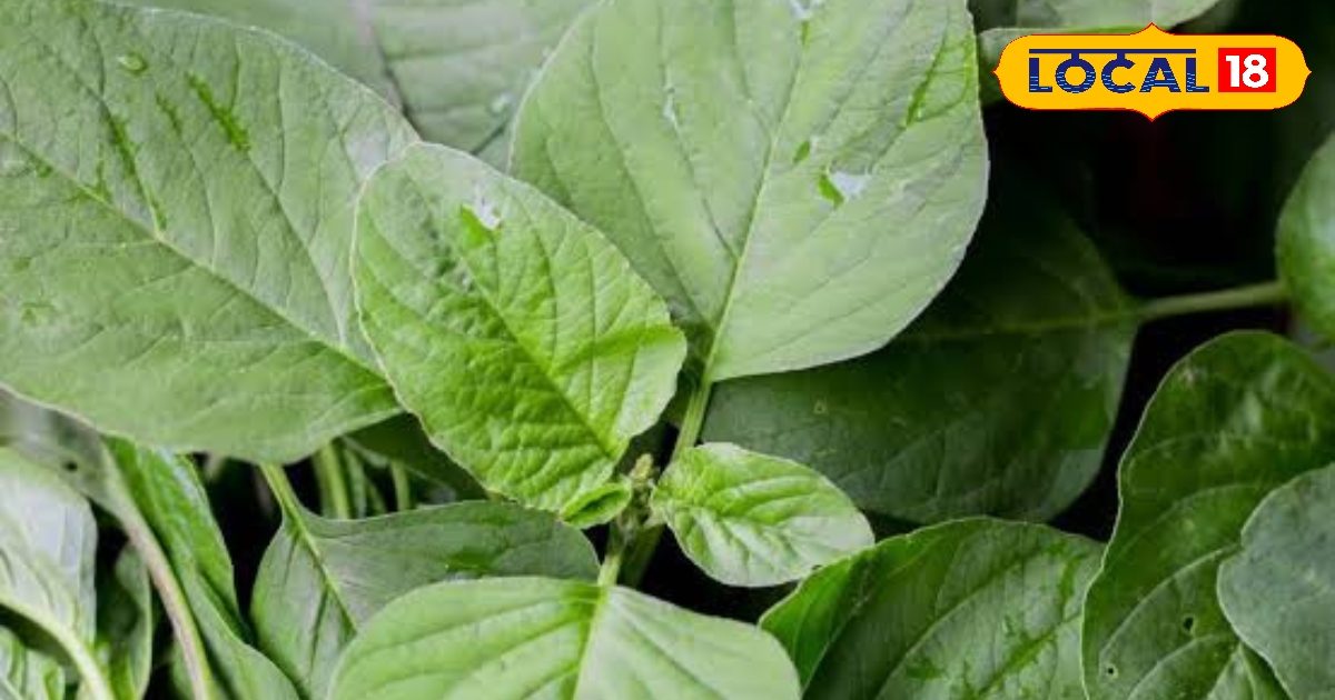 Chaulai Saag Benefits | Amaranth Leaves Benefits | The name is ‘all -round’, keeping health healthy, if you consume it, you will get amazing benefits