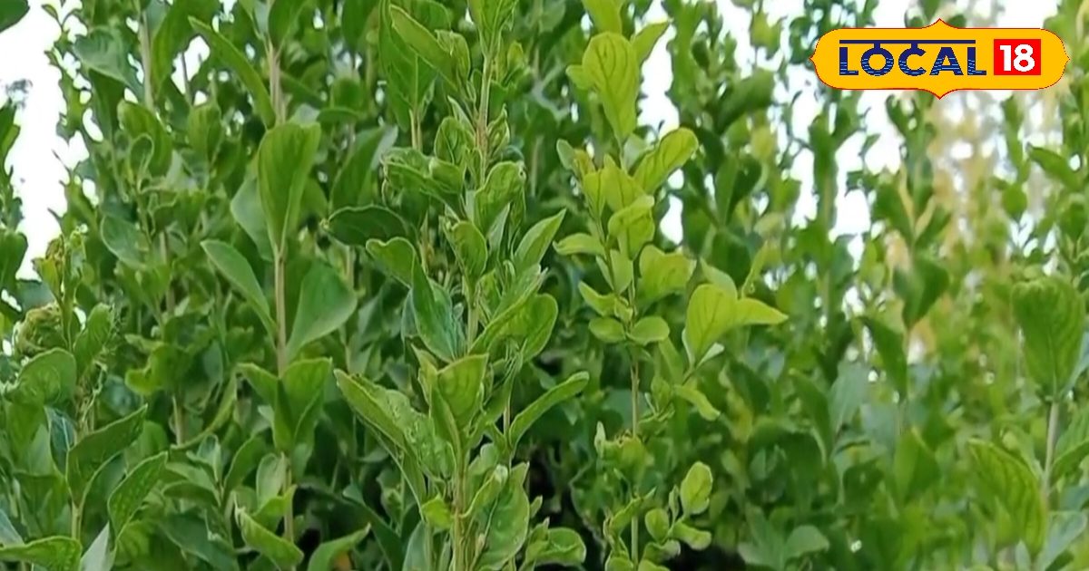 Treatment from diabetes to hemorrhoids! This plant is in many diseases, panacea, root-hugs and leaves are all Sanjeevani-Uttar Pradesh News