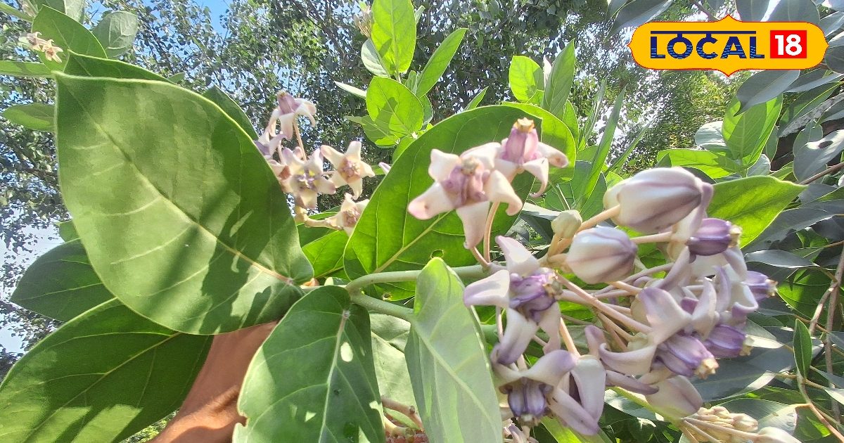 This dear flower climbs to Shiva in Sawan, it is called a panacea of diseases in Ayurveda, know its benefits – uttar pradesh news