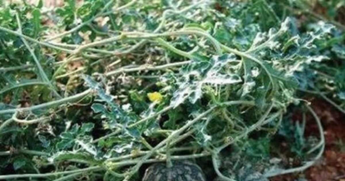 Bitter Apple Health Benefits. Medicinal properties and health benefits of Indrayan in India.